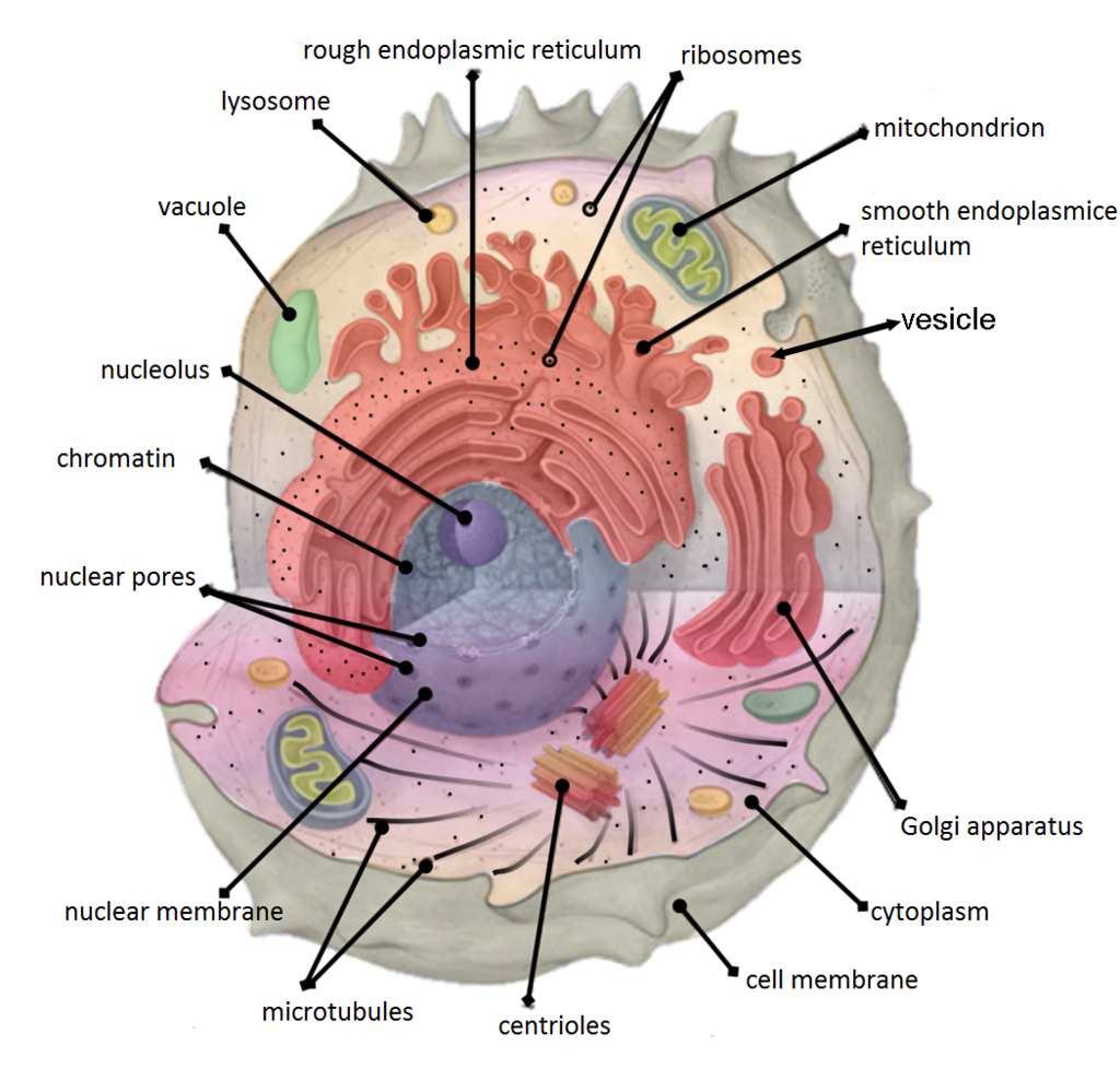 human body cell diagram