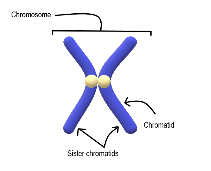 Labelled diagram of a chromosome showing that in a chromosome with the typical "X" shape, it is comprised of two identical pieces of DNA, each called a chromatid.