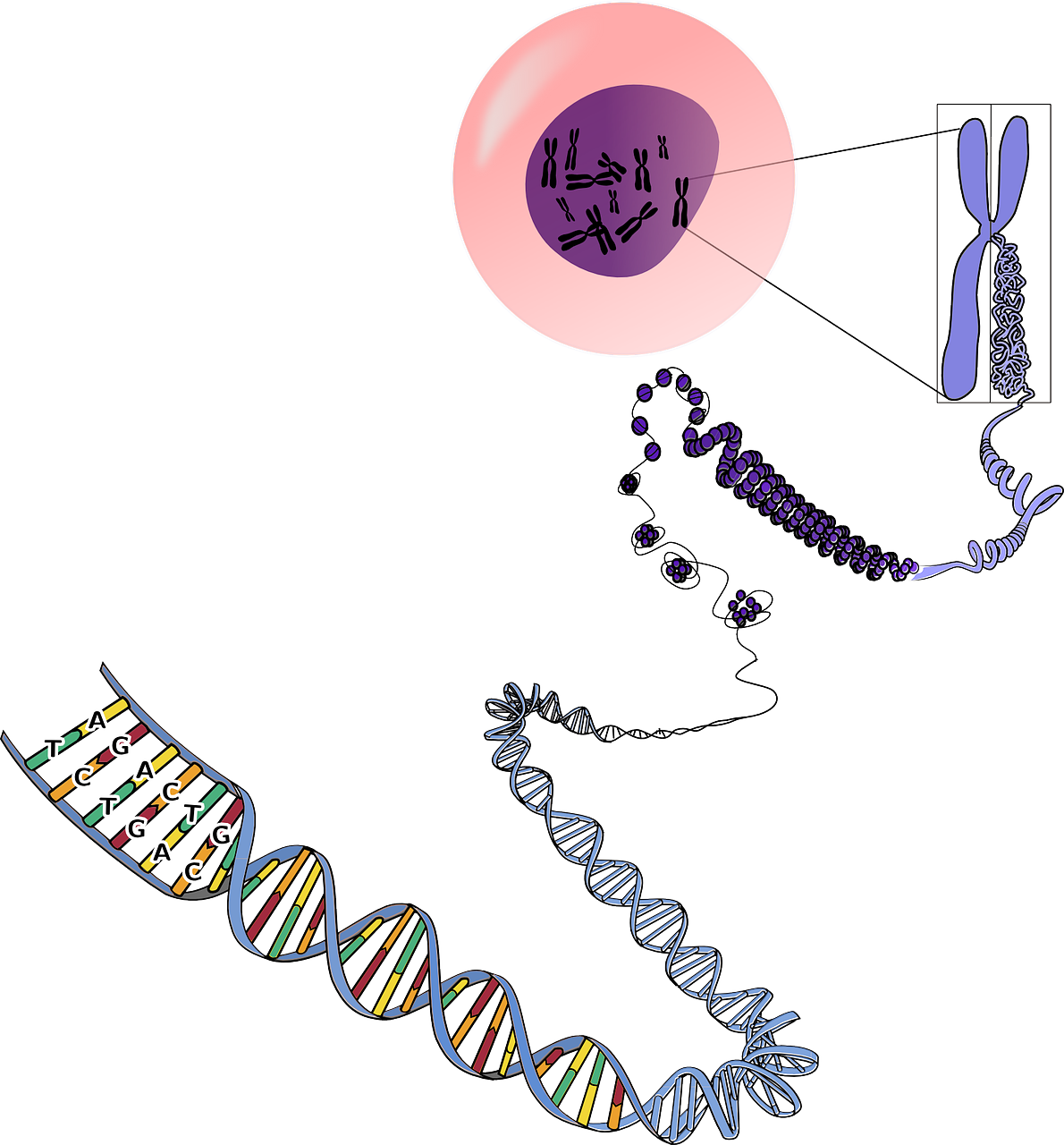 Diagram shows the forms that DNA takes, as a double helix, which will coil around itself, which will ultimately form a chromosome.