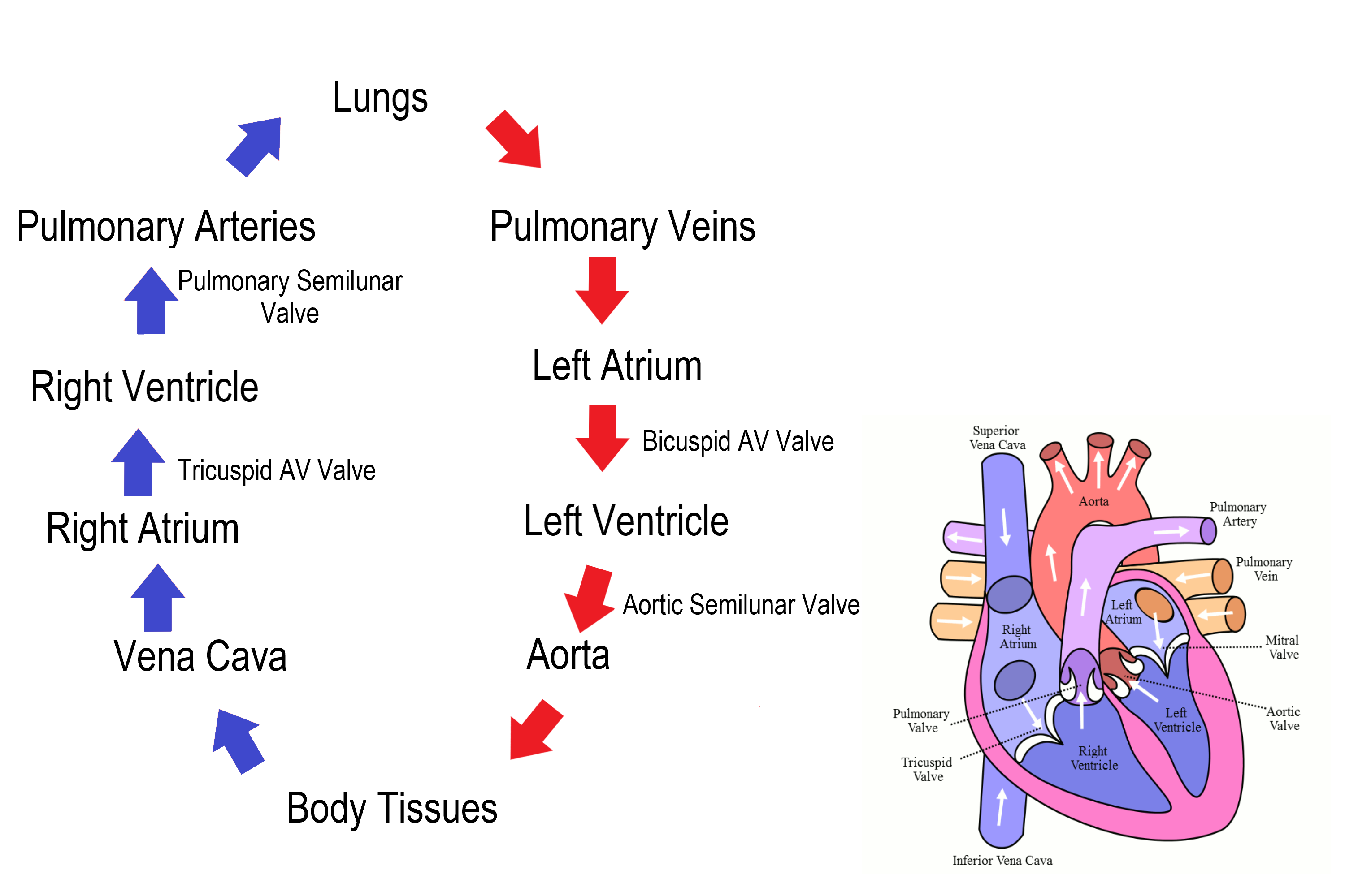 Figure 14.3.7 Path of blood through the heart