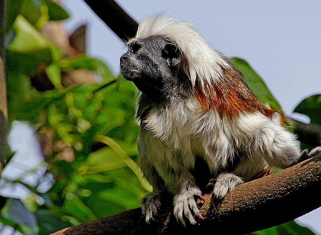 10.5 Straight hair in non-human primates