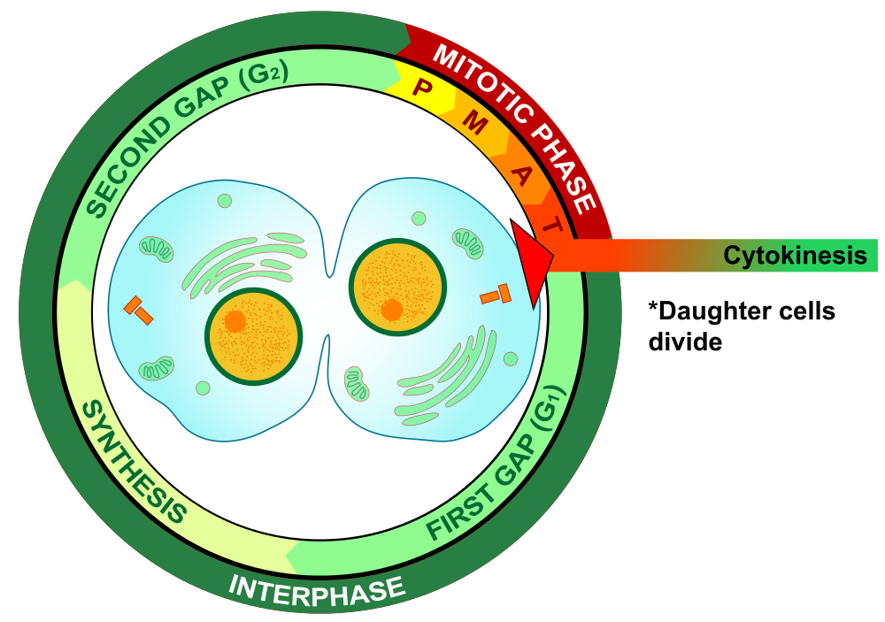 Cytokinesis is the final step in cell division, in which the cytoplasm of the two new daughter cells completely separates.