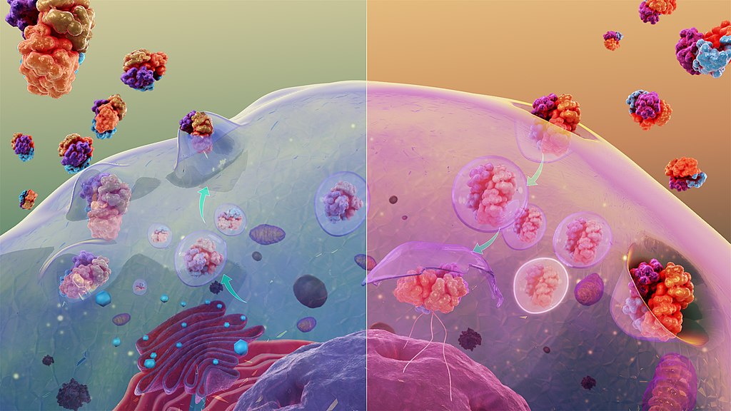 Image shows a artist's rendition of a cell performing endo and exo cytosis. On the left side of the diagram, the cell is taking in large molecules through the plasma membrane by forming a vesicle around the particle. This is endocytosis. On the right side of the diagram, large molecules are exiting the cell by arriving in vesicles that fuse with the membrane to release their contents. This is exocytosis.