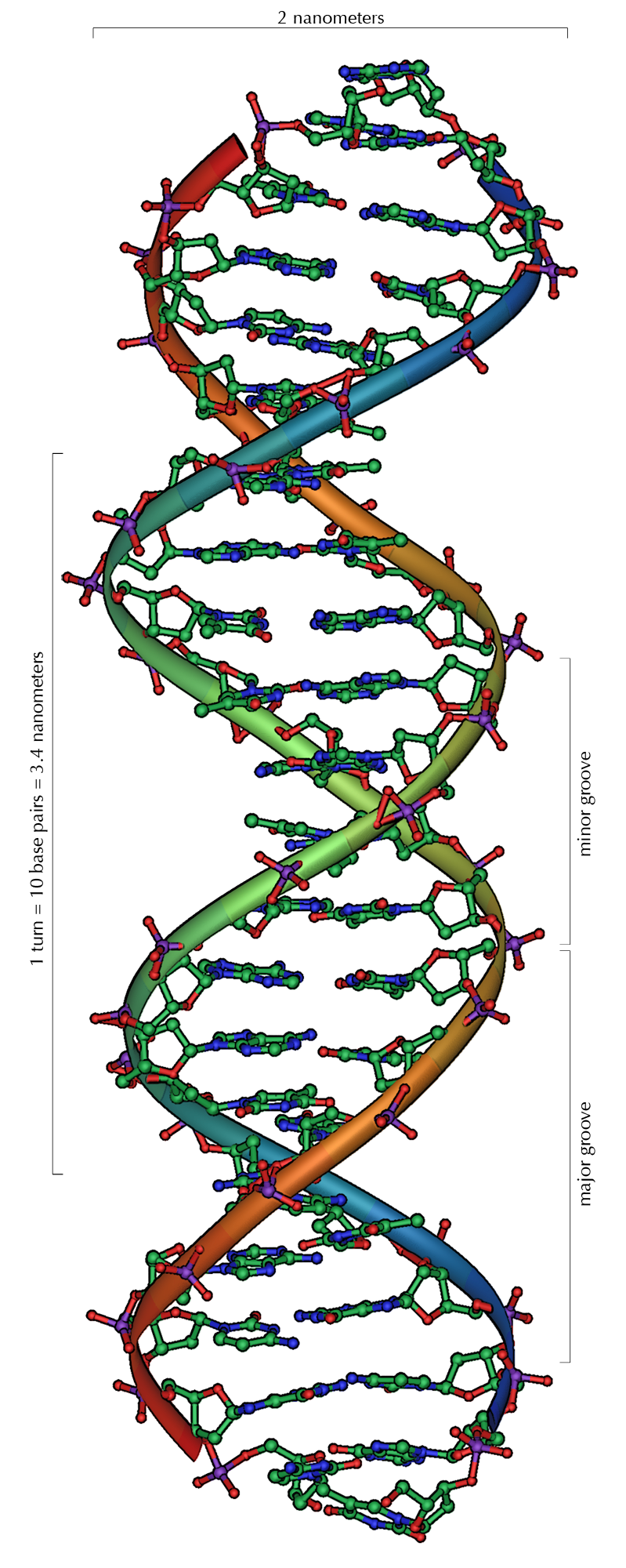 Image shows a diagram of DNA. It is in the form of an alpha helix, each double strand is 2 nanometers wide, and a full turn of the helix is 10 base pairs and measures approximately 3.4 nanometers.