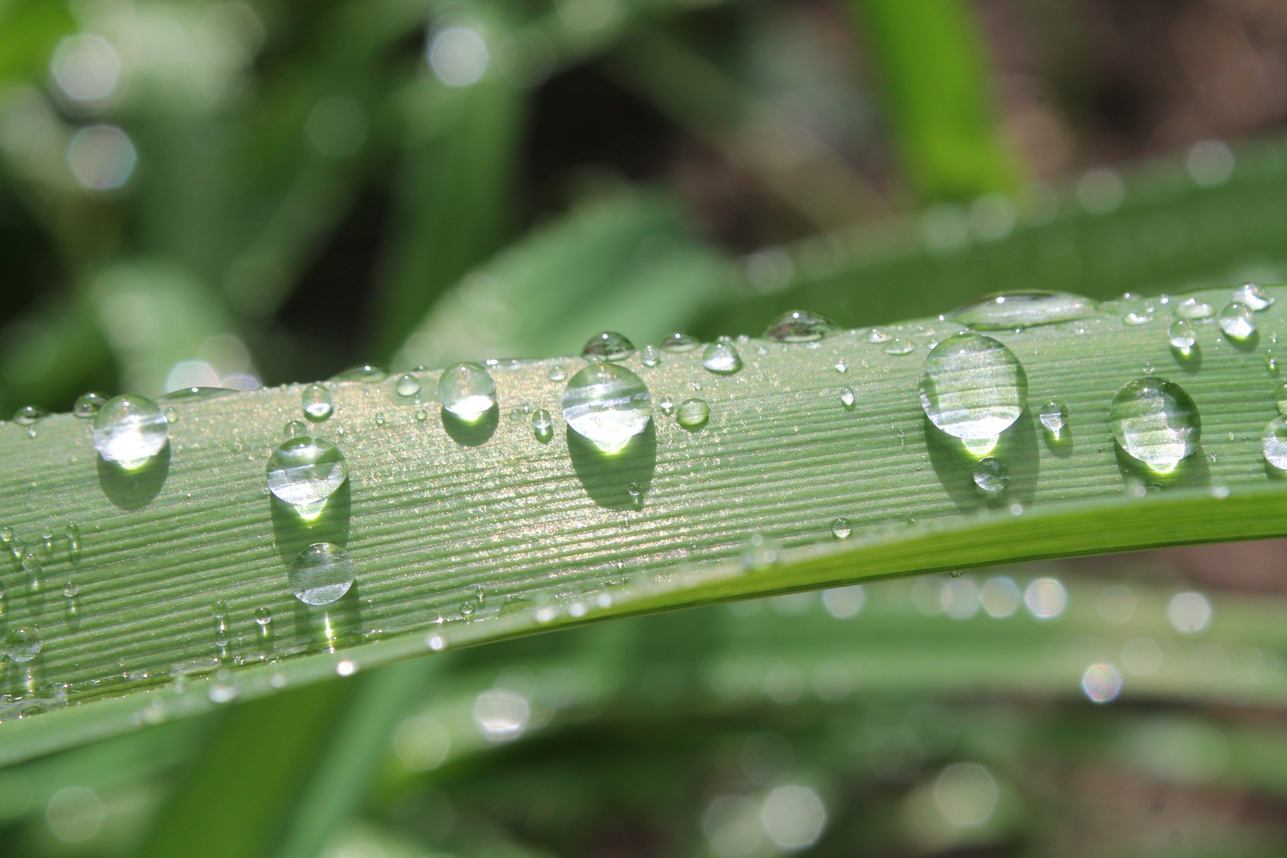 Image shows a close-up photograph of dewdrops on a blade of grass.
