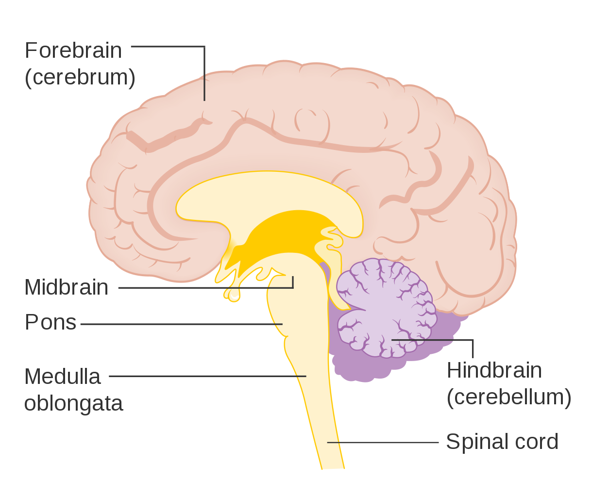 Diagram of forebrain, midbrain, and hindbrain