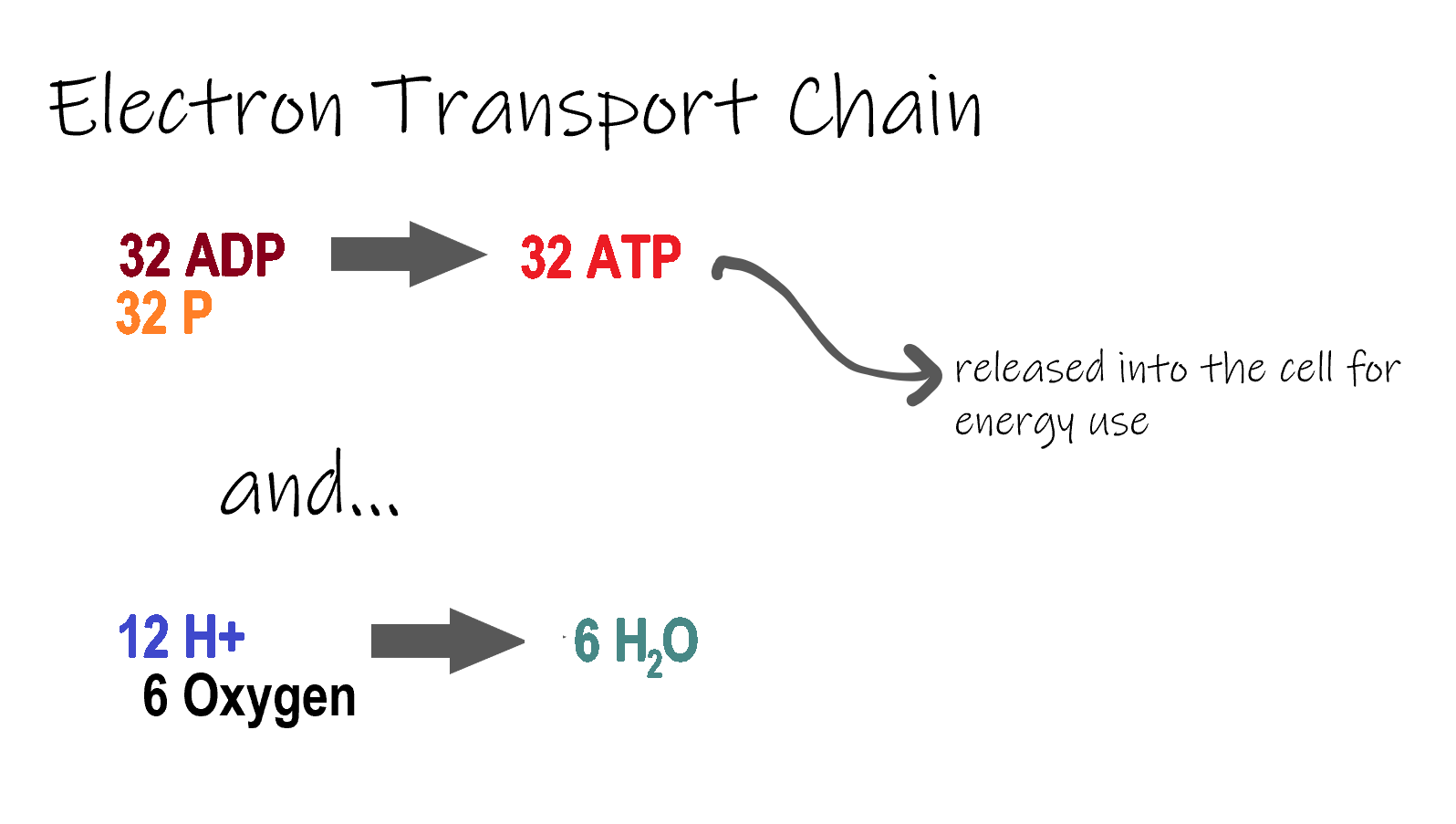 Image shows the reactants and products of the electron transport chain. In this stage, 32 adenosine diphosphate and 32 inorganic phosphates combine to form 32 ATP. In addition, hydrogen and oxygen combine to form 6 molecules of water.