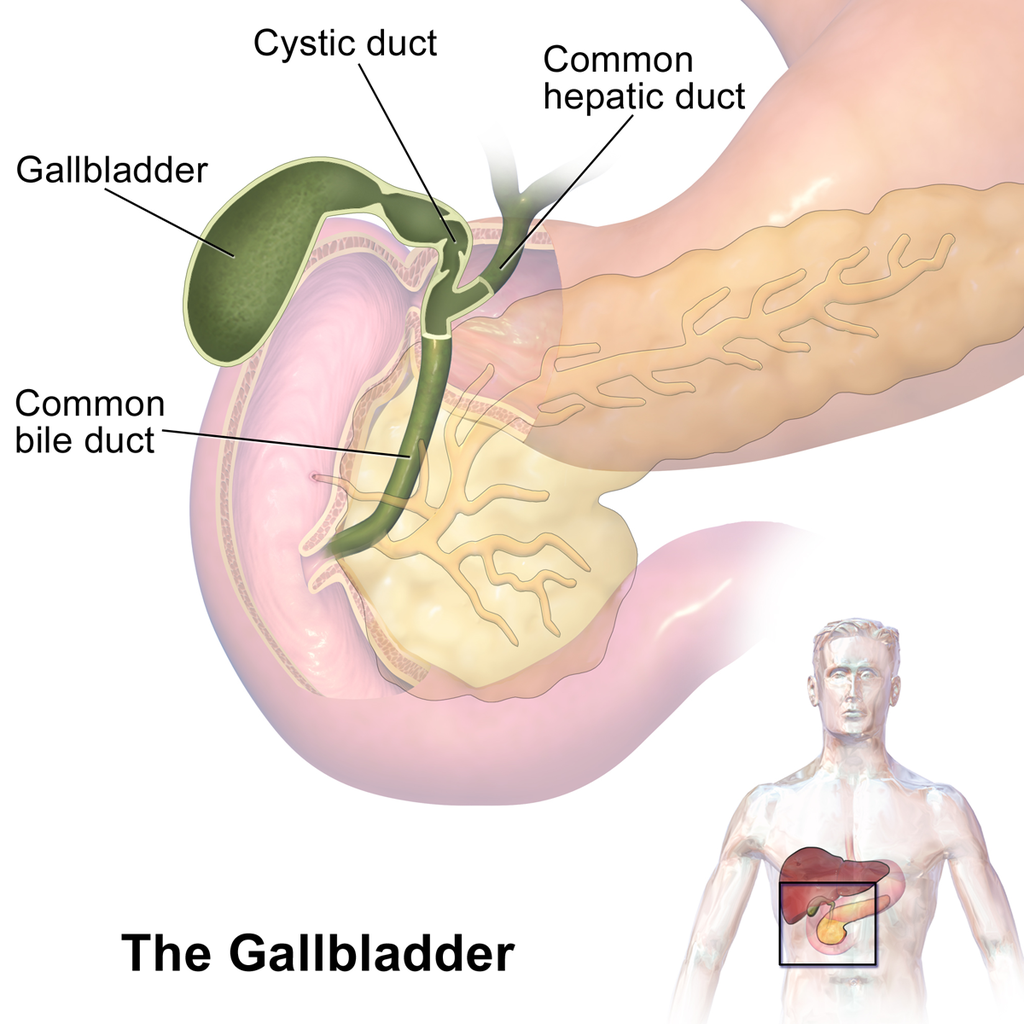 15.6.5 Gallbladder