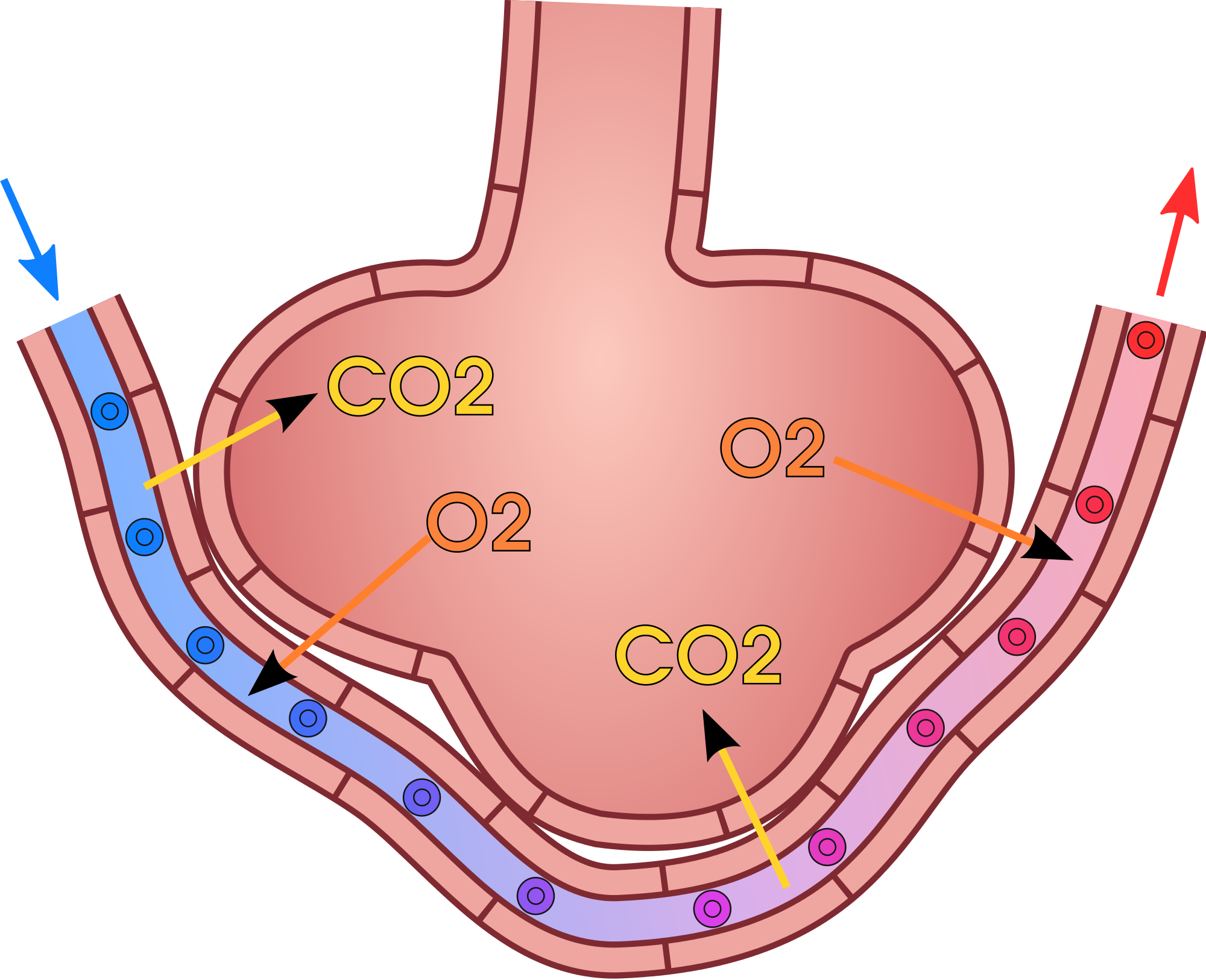 what-is-the-process-by-which-oxygen-and-carbon-dioxide-is-exchanged-in