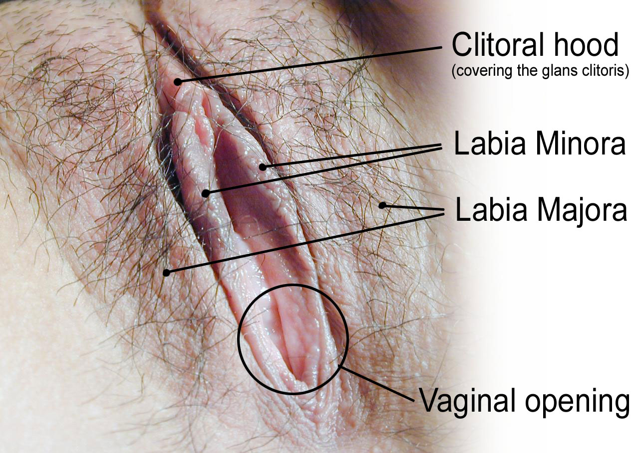 18.6.5 Vulva Labeled