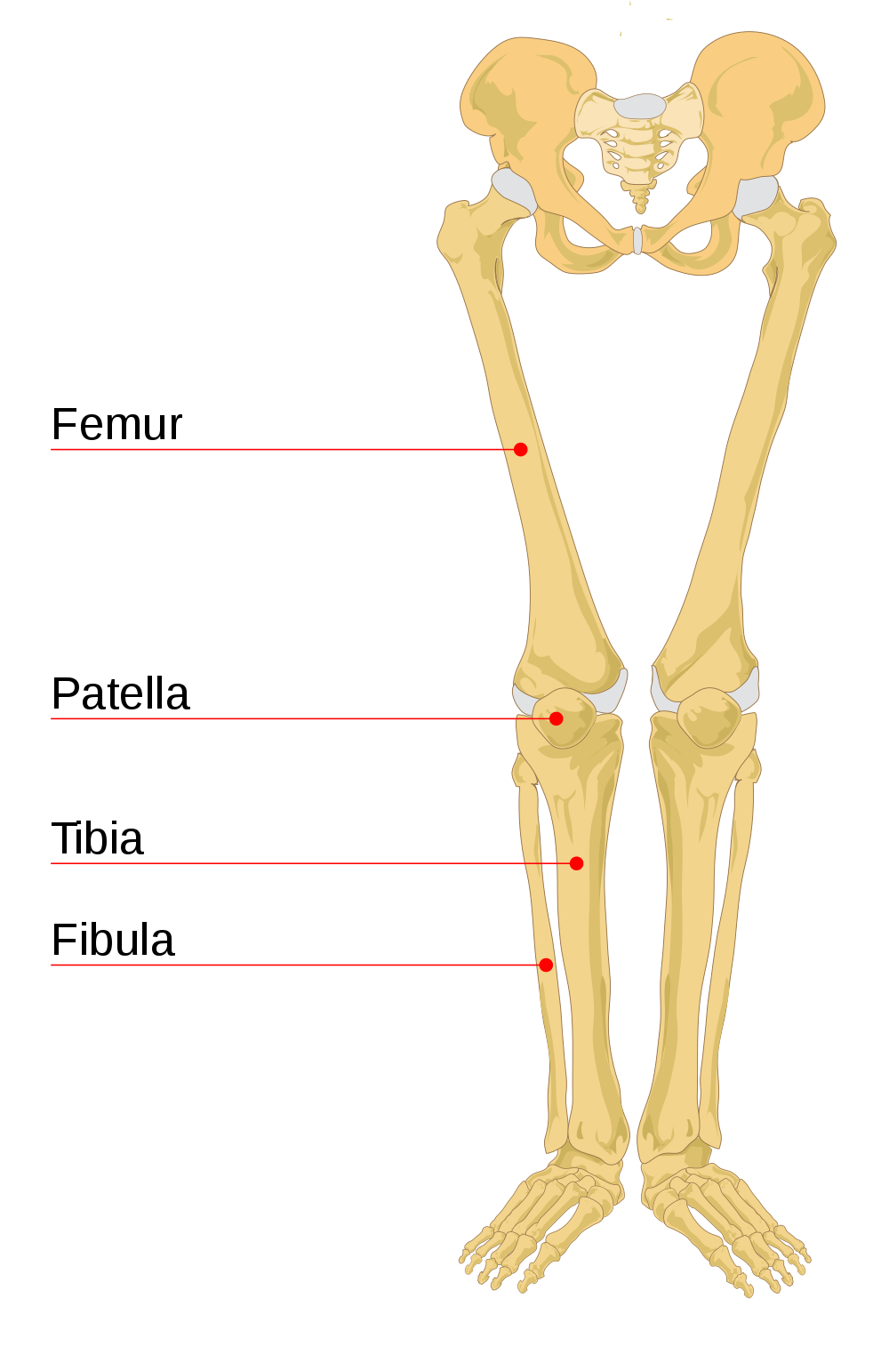 11.3.12 Bones of the Legs