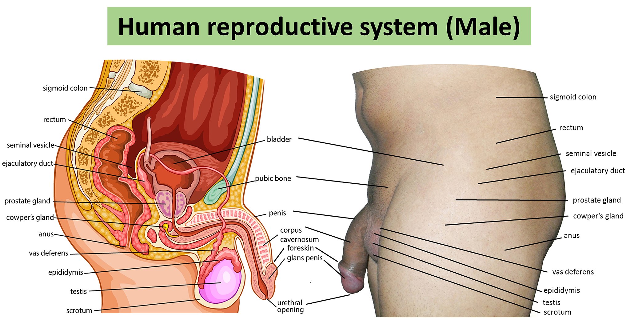 18.3.2 The Male Reproductive System