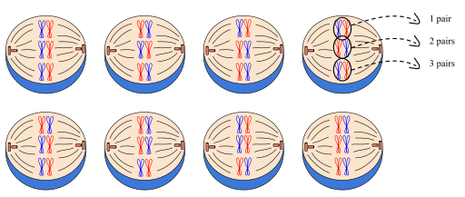 Image shows how independent alignment increases genetic diversity in gametes.