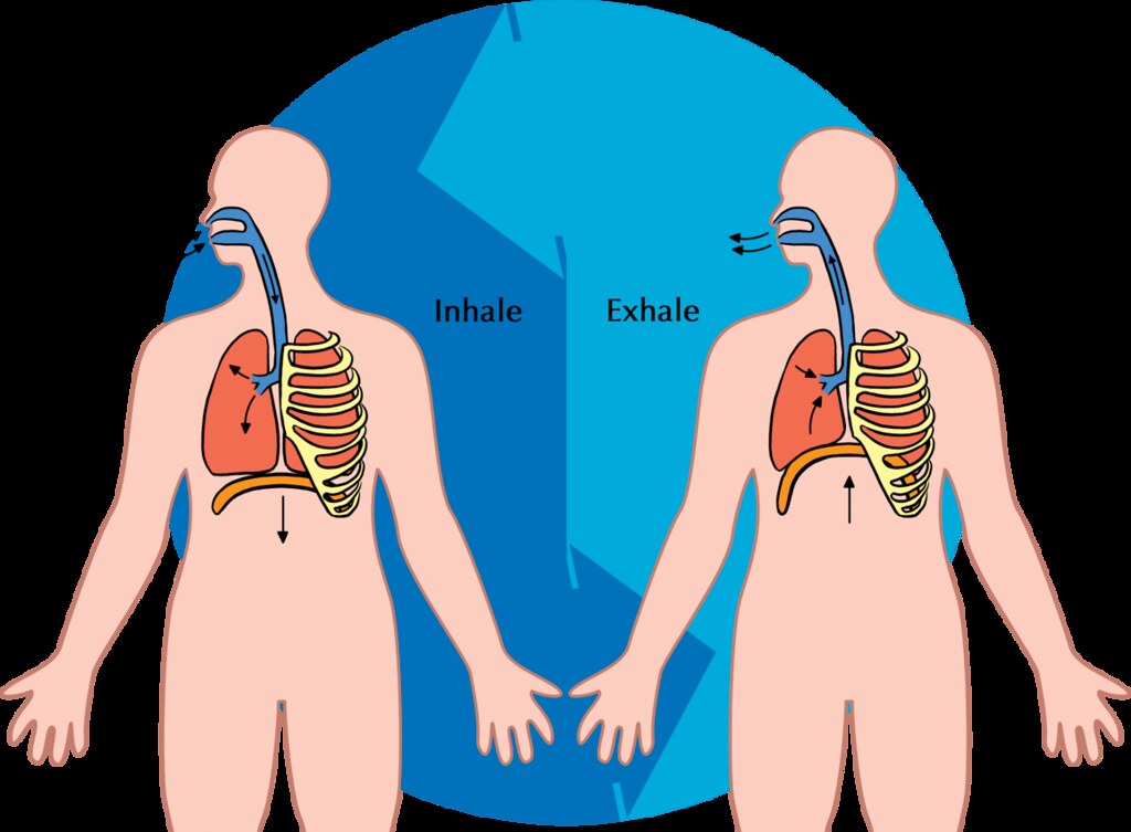 13.3.2 Inhalation and Exhalation