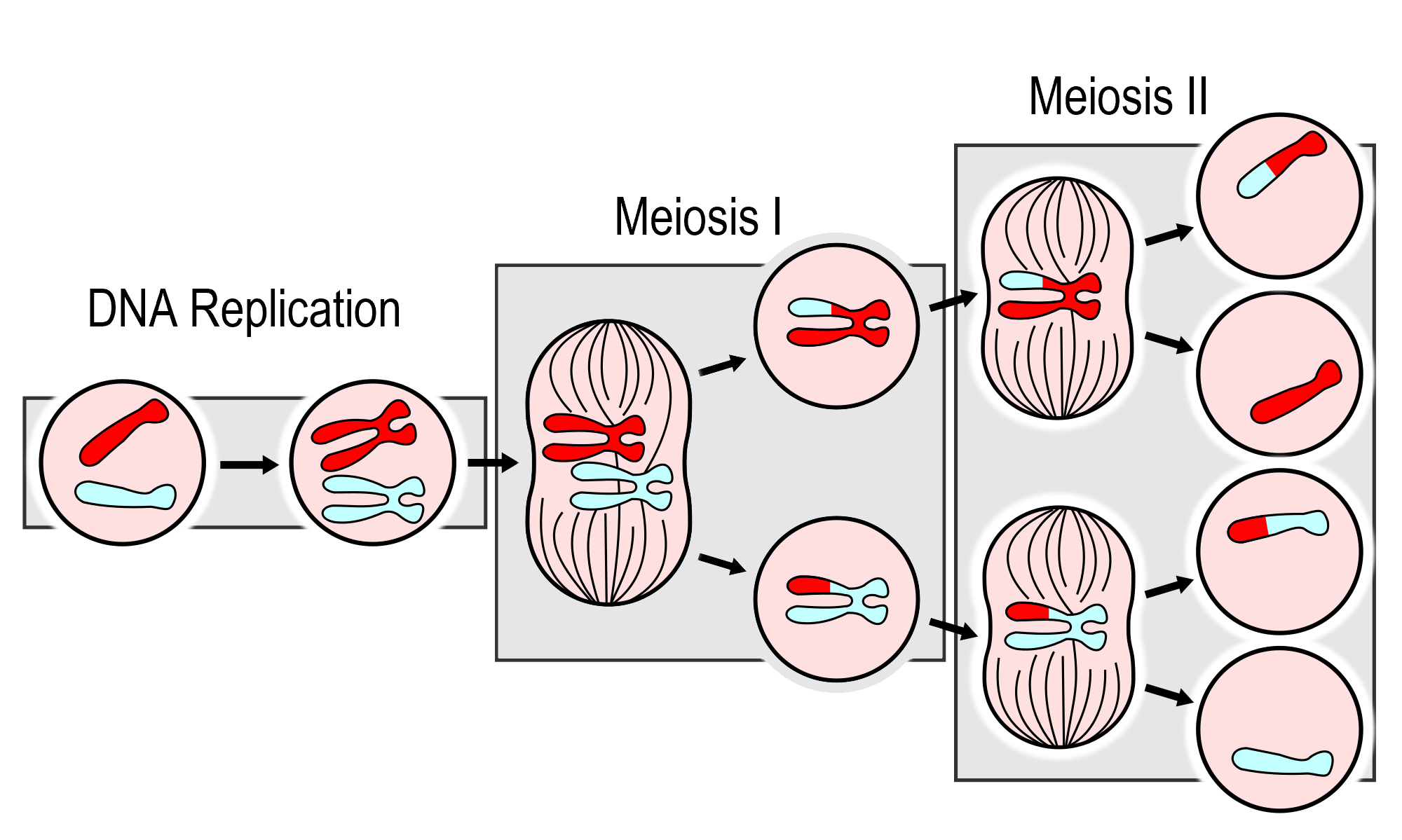 Process Of Meiosis Diagram With Labeled Genes Meiosis 1 Diag