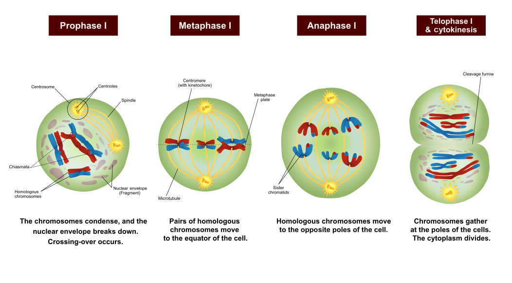 Illustrates the stages in Meiosis I