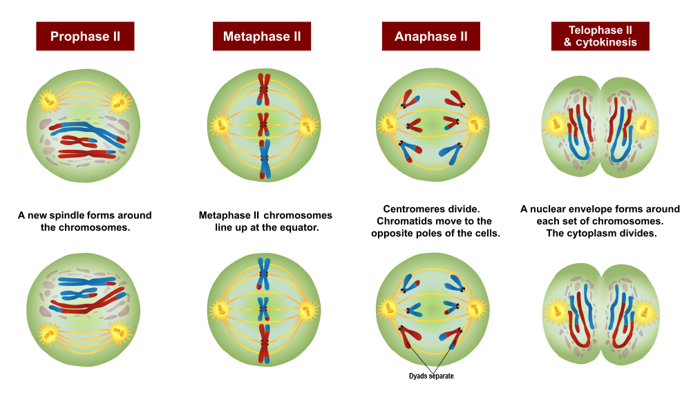 Image shows the stages of Meiosis II