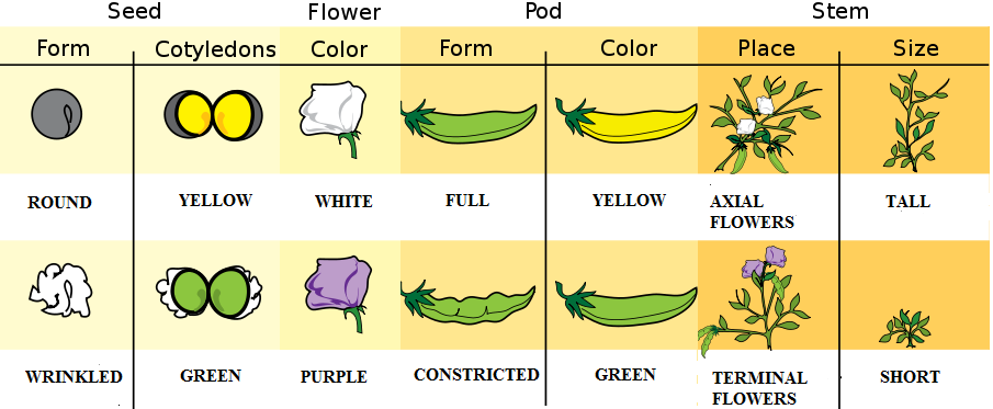 7 Characteristics of Peas