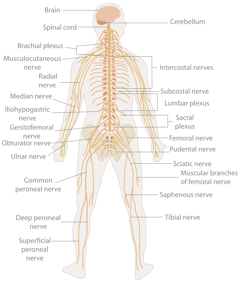 8 2 Introduction To The Nervous System Human Biology