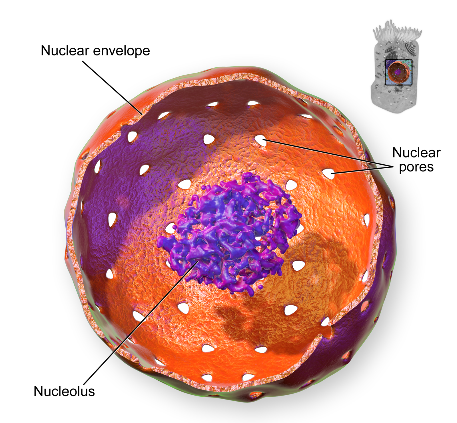 This closeup of a cell nucleus shows that it is surrounded by a structure called the nuclear envelope, which contains tiny perforations, or pores. The nucleus also contains a dense center called the nucleolus.