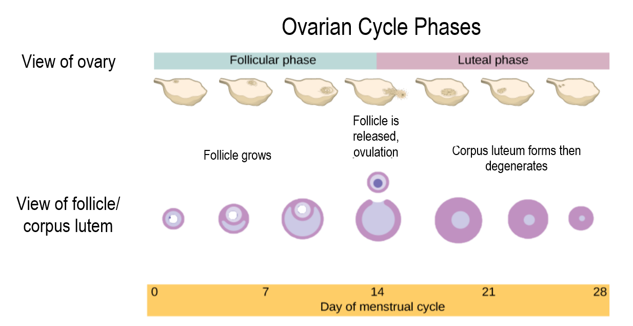 18.8.2 Ovarian Cycle
