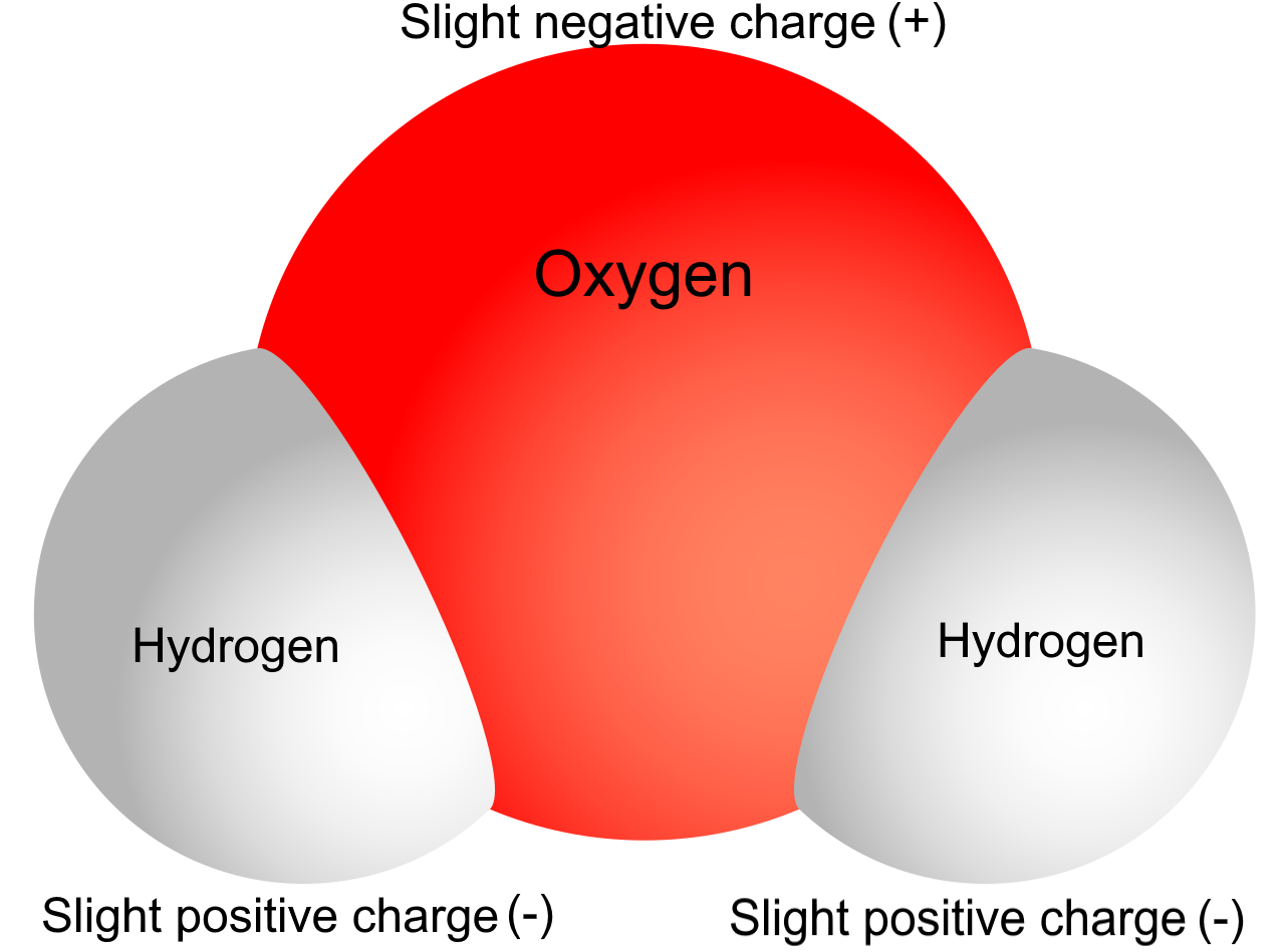 Image shows a diagram of water. It is made of a large central oxygen atom attached to two peripheral hydrogen atoms. The oxygen atom has a slight negative charge, and the two hydrogen atoms have a slight positive charge.
