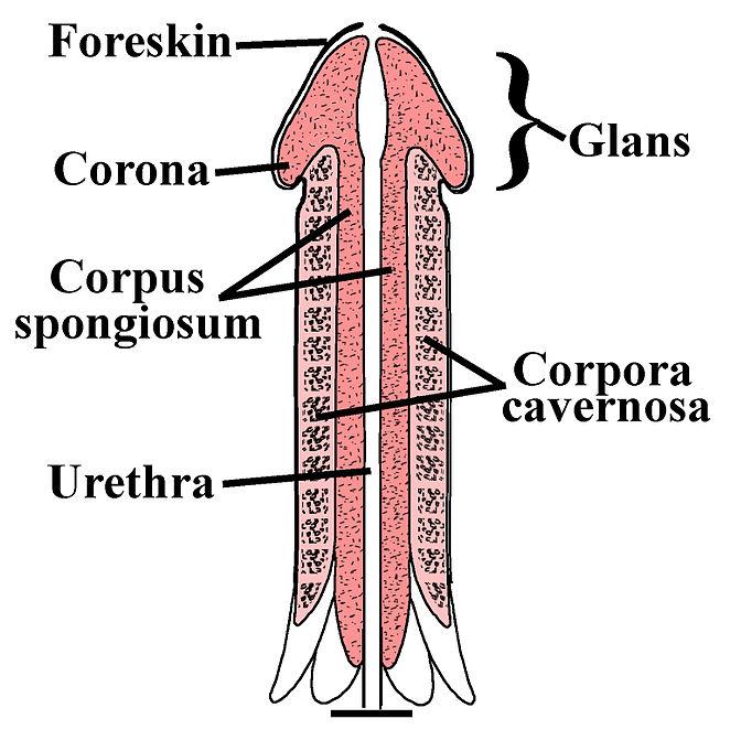 18.3.7 Penis Structures