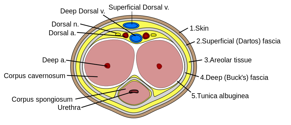 18.3.8 Penis Cross-section