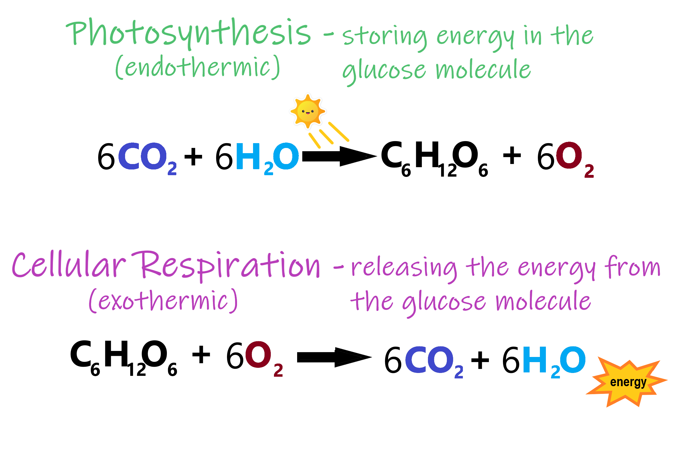 question-video-stating-the-balanced-chemical-equation-for-cellular