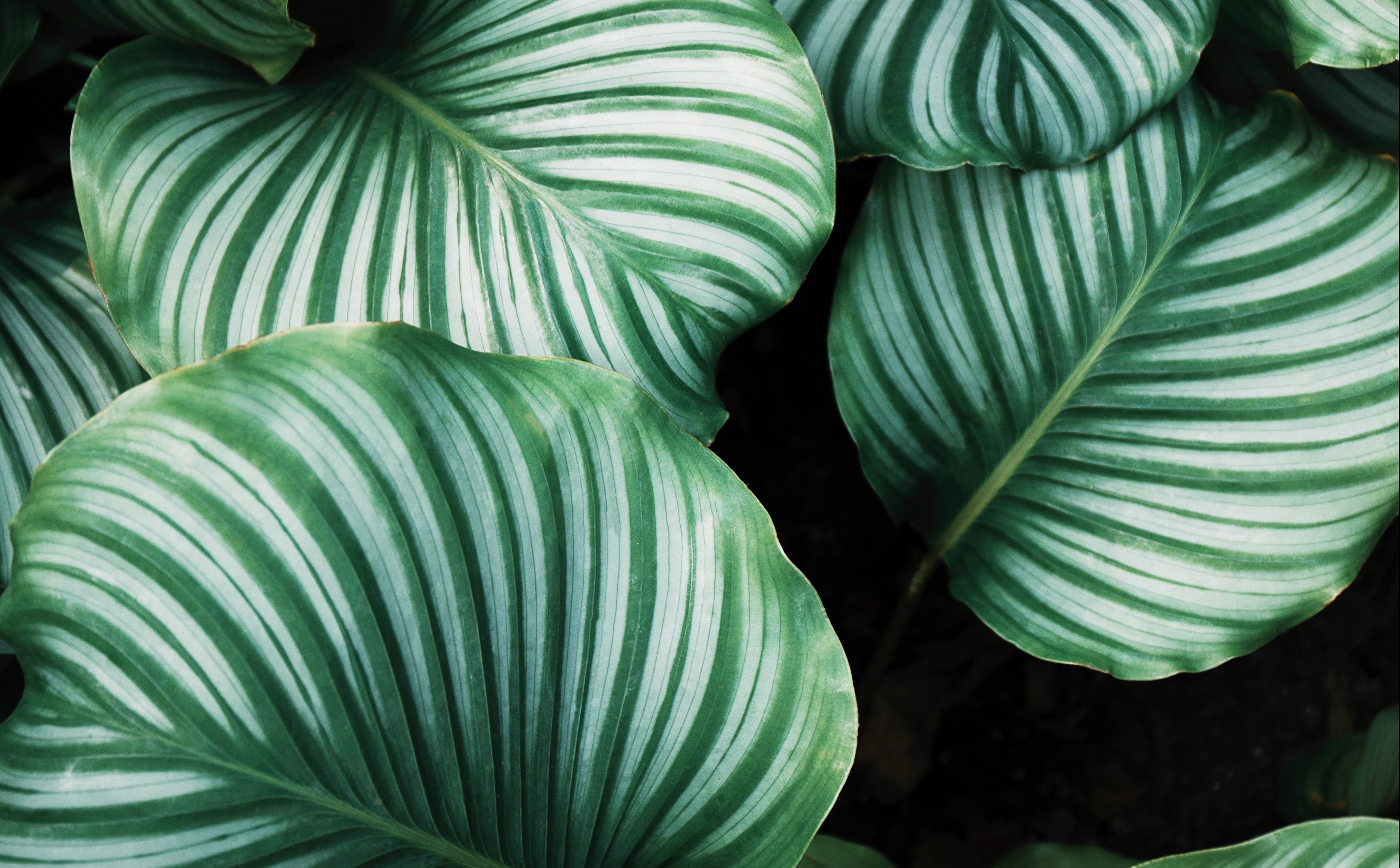 Image shows a photo of a leafy plant