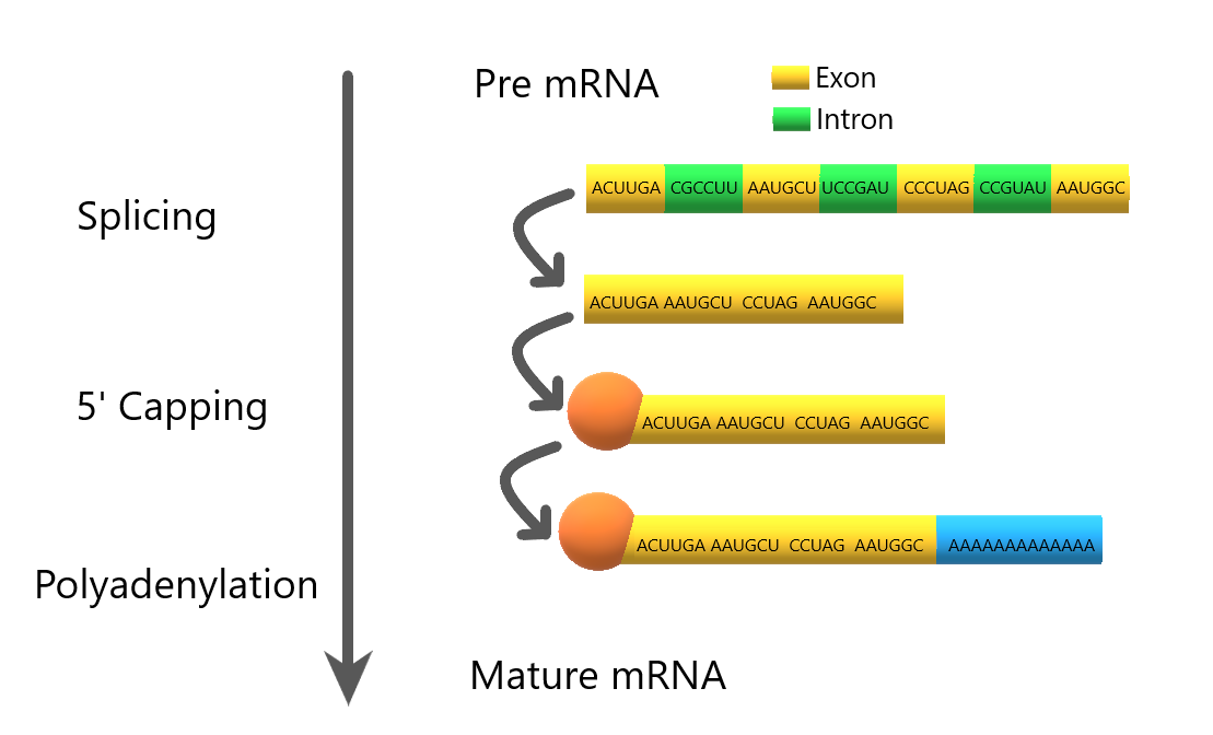 mRNA requires processing before it leaves the nucleus