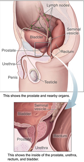 18.5.6 Location of the prostate