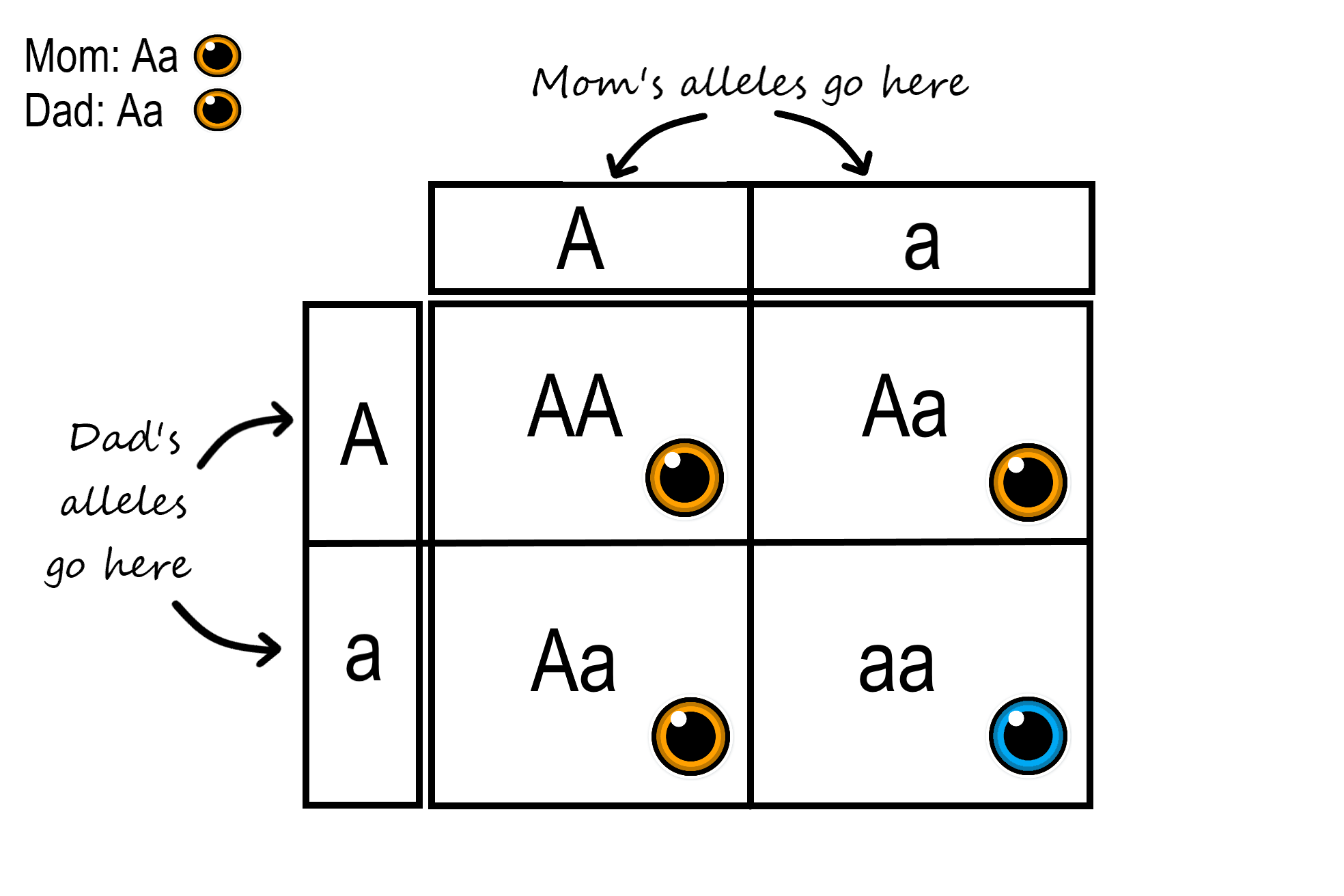 Image shows a sample of a Punnett Square