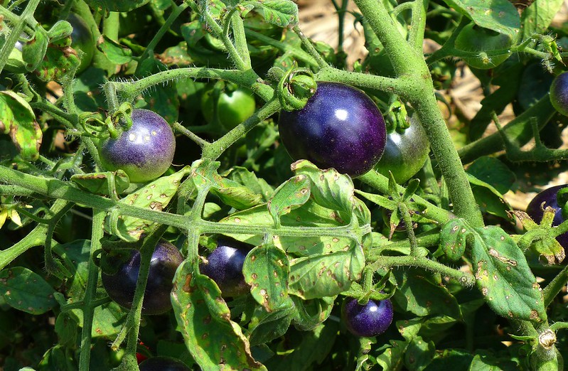 Purple tomato which has been genetically altered to contain higher levels of antioxidants.