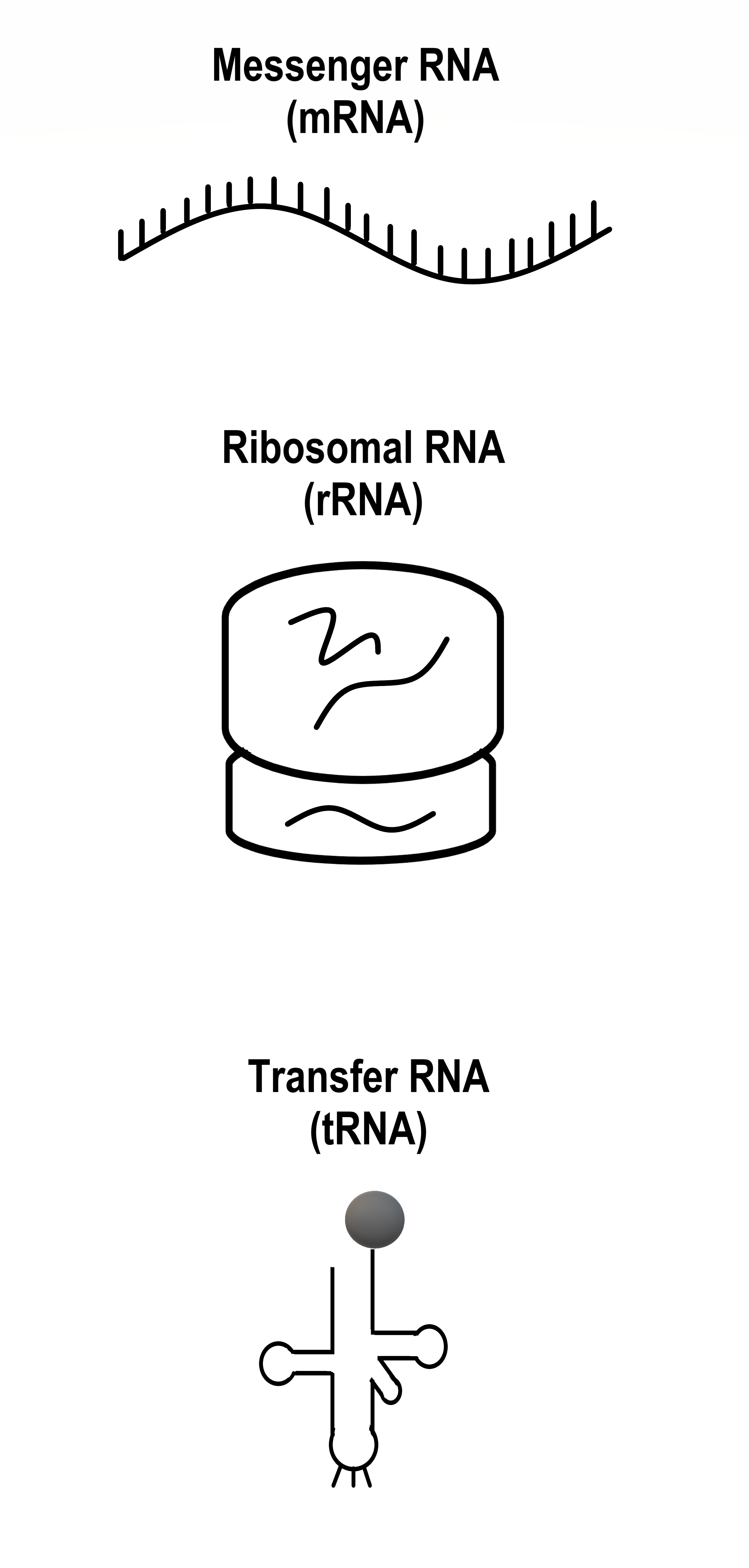 Image shows a diagram of the three types of RNA: Messenger RNA, which is a single strand of RNA, Ribosomal RNA, which is an RNA-protein complex with two subunits, and transfer RNA, which is a single strand of RNA enfolded on itself with an anticodon region and a region which can carry a single amino acid.