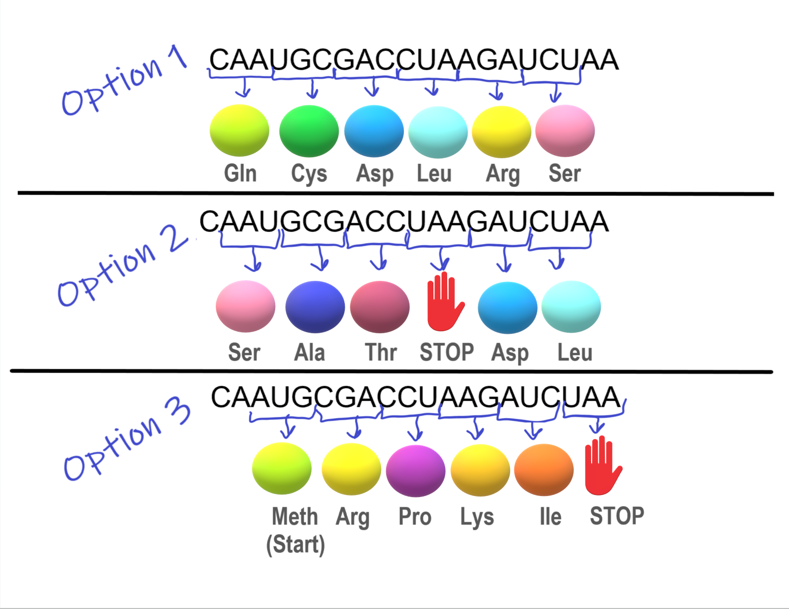 Illustrates the importance of the reading frame and the start codon in decoding mRNA
