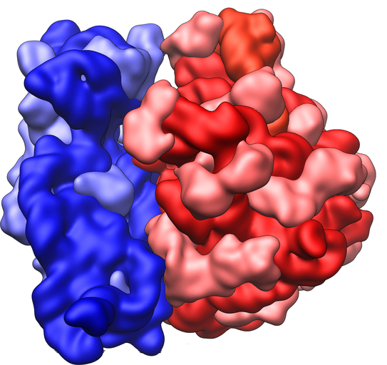 Image shows a diagram of a ribosome. It is made up of two sub-units, a smaller sub-unit shown in blue and a larger sub-unit shown in red.