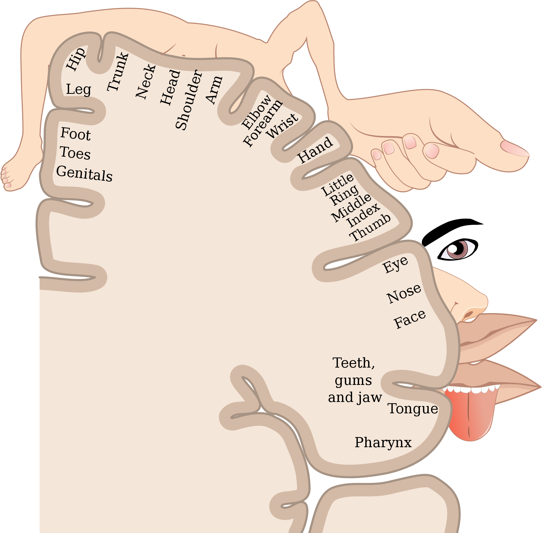8 5 Central Nervous System Human Biology 8 5 Central Nervous System Human Biology