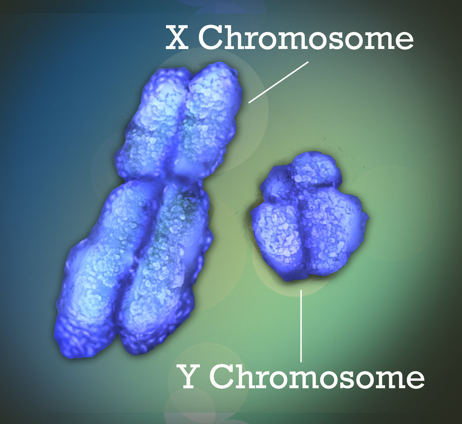 Image shows a artists rendition of the comparative sizes of the X and Y chromosome. The X chromosome is much larger than the Y chromsosome.