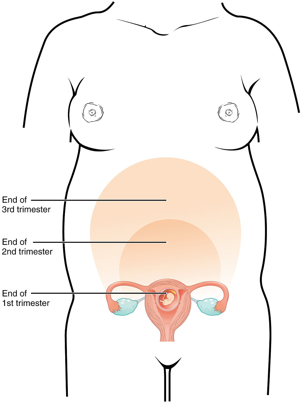 12.3.9 Growing uterus.