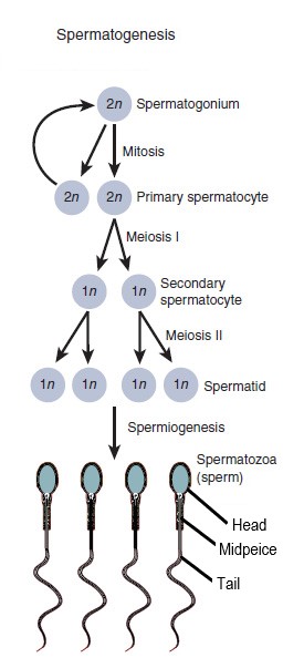 18.4.3 Spermatogenesis