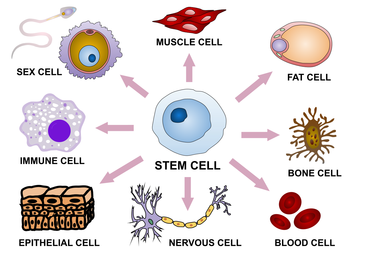 Shows differentiation pathways a stem cell can take, based on gene regulation: Sex cell, muscle cell, fat cell, bone cell, blood cell, nervous cell, epithelial cell or immune cell. .