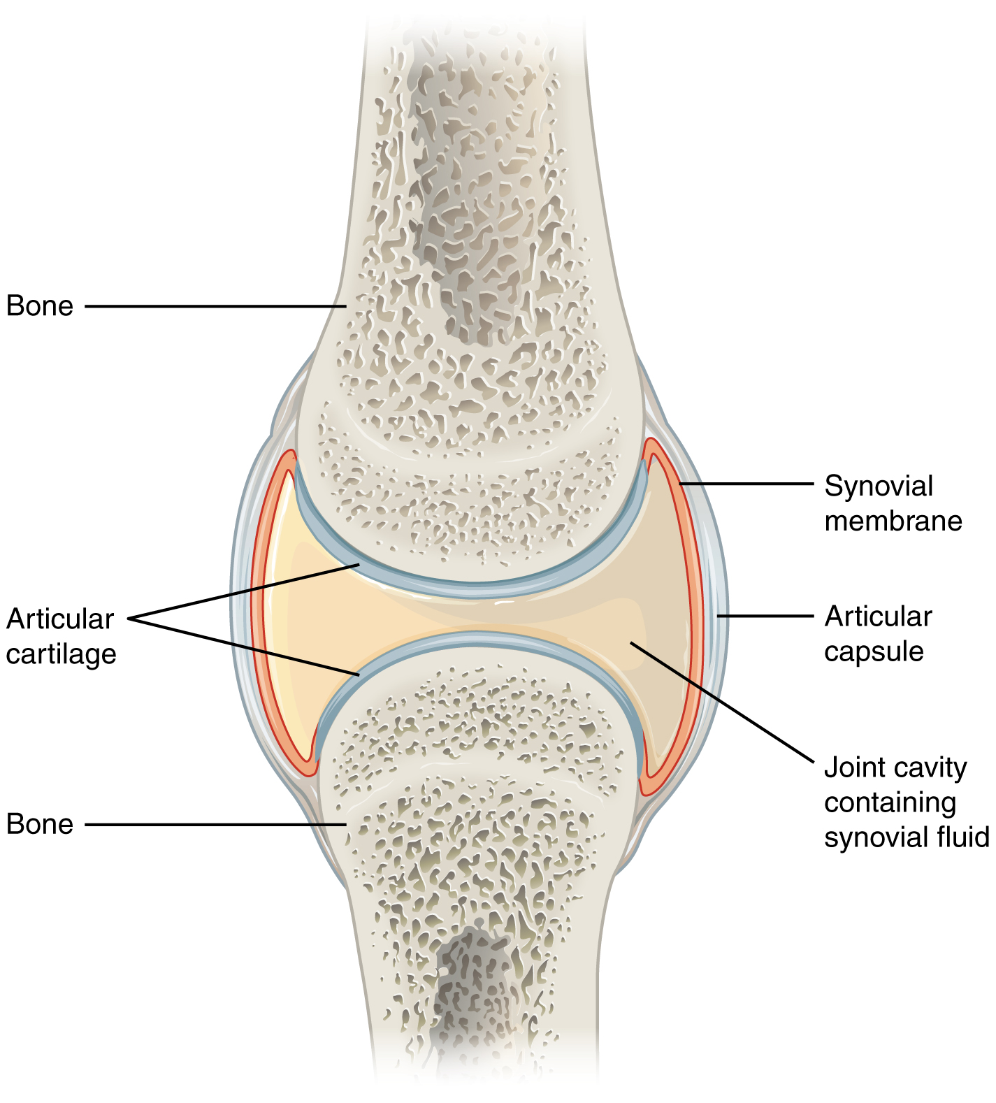 11.6.2 Synovial Joint