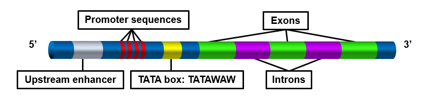 Components of DNA regulating transcription: upstream enhancer, promoter sequences, TATA box: TATAWAW, Exons and Introns.