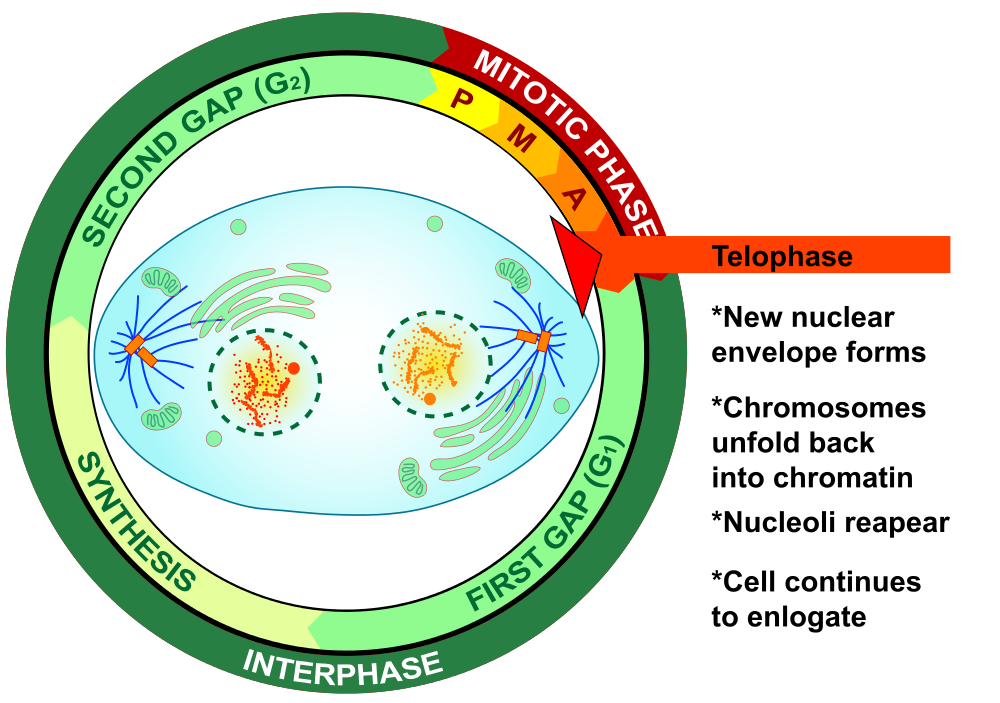 Telophase is the stage in mitosis in which the nuclear envelope starts to reform, the chromosomes decondense and the cell continues to elongate.
