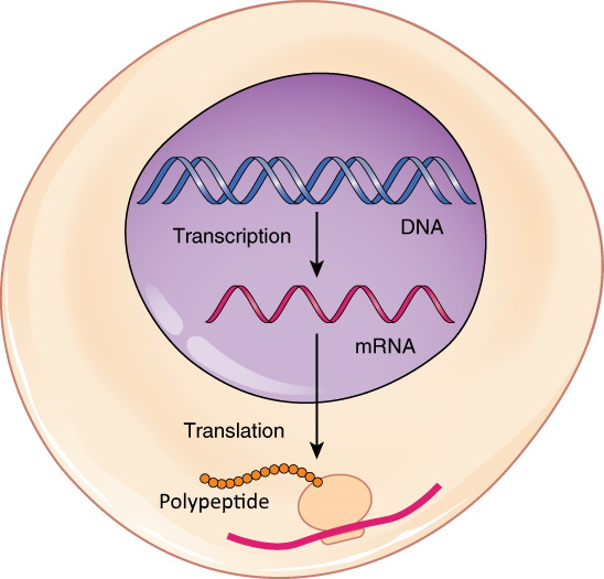  RNA – Human Biology