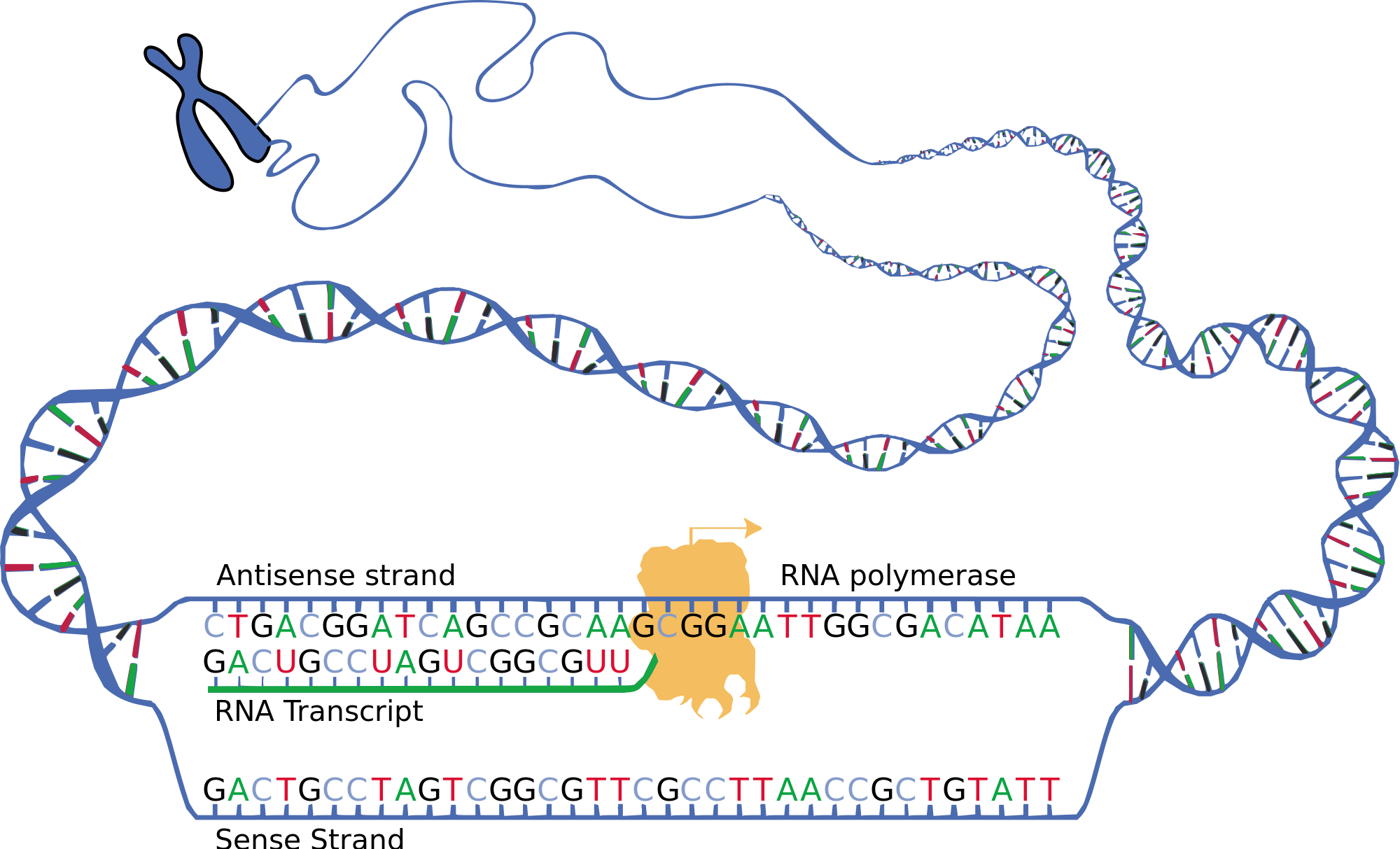  Protein Synthesis – Human Biology
