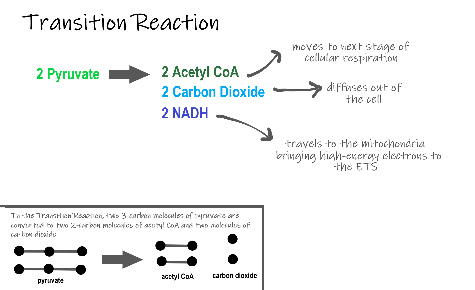 Image shows a diagram of the transition reaction. In this reaction, 2 Pyruvate are converted to two acteyl CoA and 2 Carbon dioxide. In this process, 2 NADH are sent to the ETS carrying high energy electrons. The carbon dioxide leave the cell as metabolic waste and the acetyl CoA enter the Krebs Cycle.