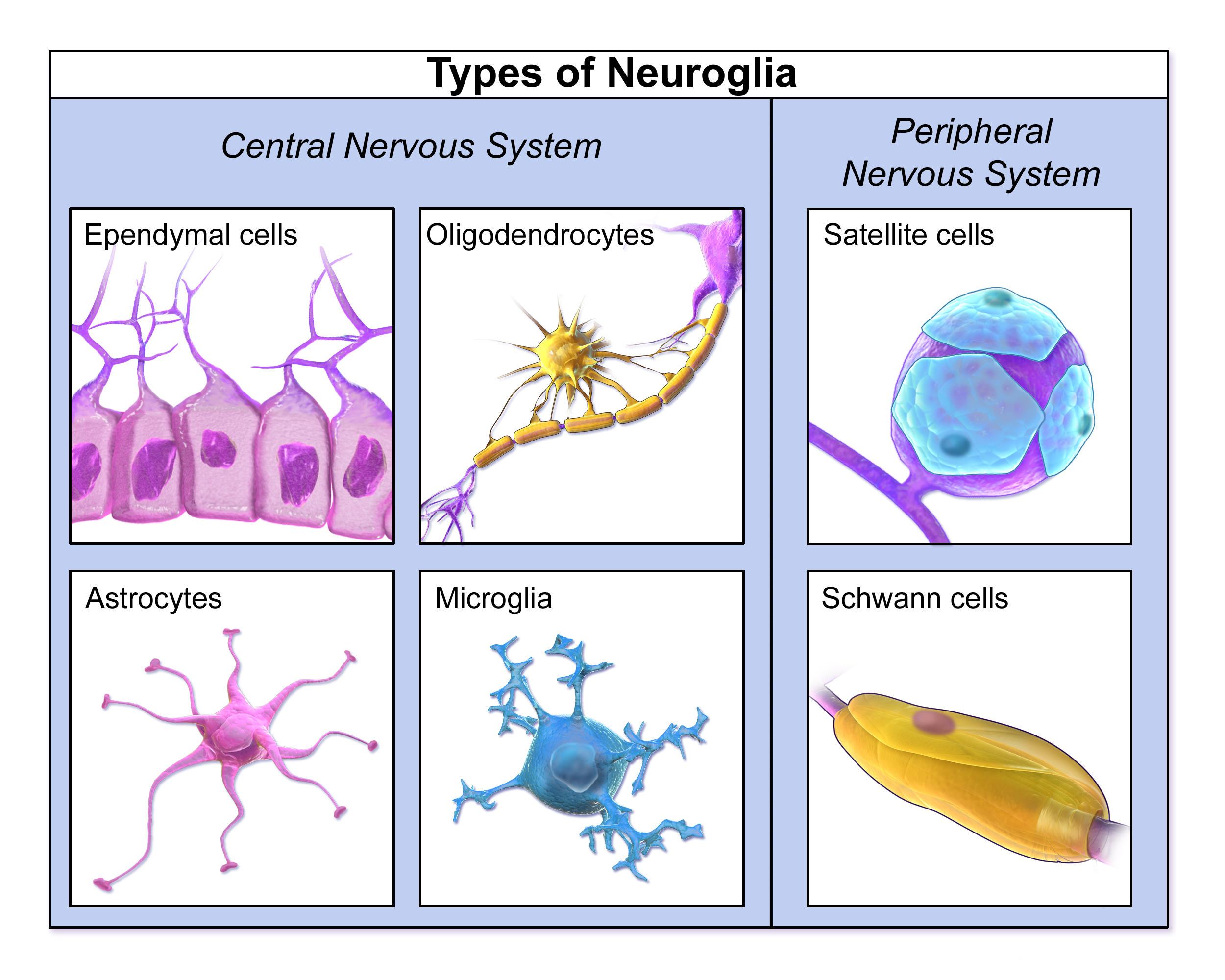 83 Neurons And Neuroglia Human Biology