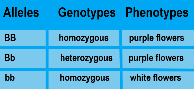 Illustrates allele combinations associated with the terms homozygous and heterozygous